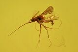 Detailed Fossil Fly (Diptera) In Baltic Amber #58022-1